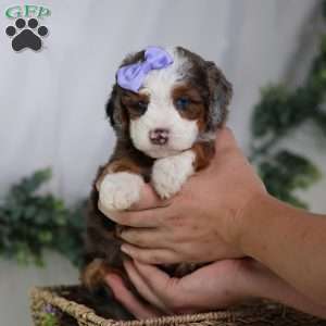 Daisy, Mini Bernedoodle Puppy